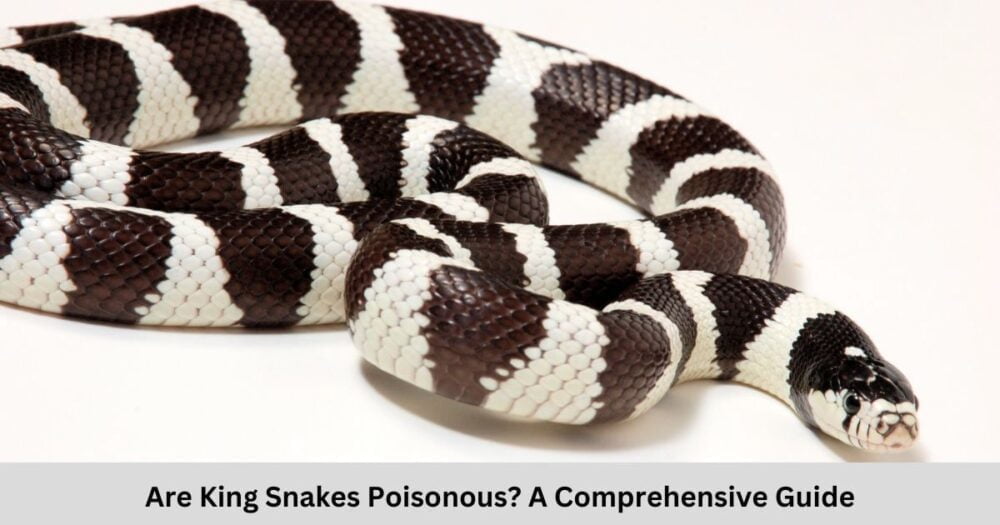 10+ Poisonous Snakes In Arizona: A Comprehensive Guide To Dangerous Reptiles