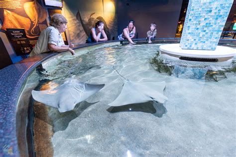 3 Unlocking The Perfect Downtown Aquarium Experience Ebt Discounts