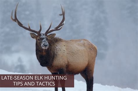 7 Ultimate Tips For Elk Hunting With 308 Now