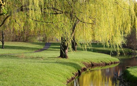 8 Best Plants To Plant Under Your Willow Tree Tree Journey