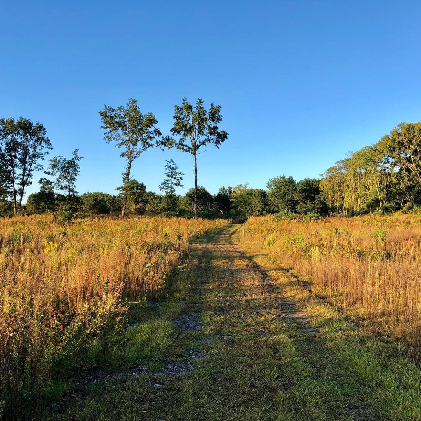 Albany Pine Bush Preserve Scenic Hudson