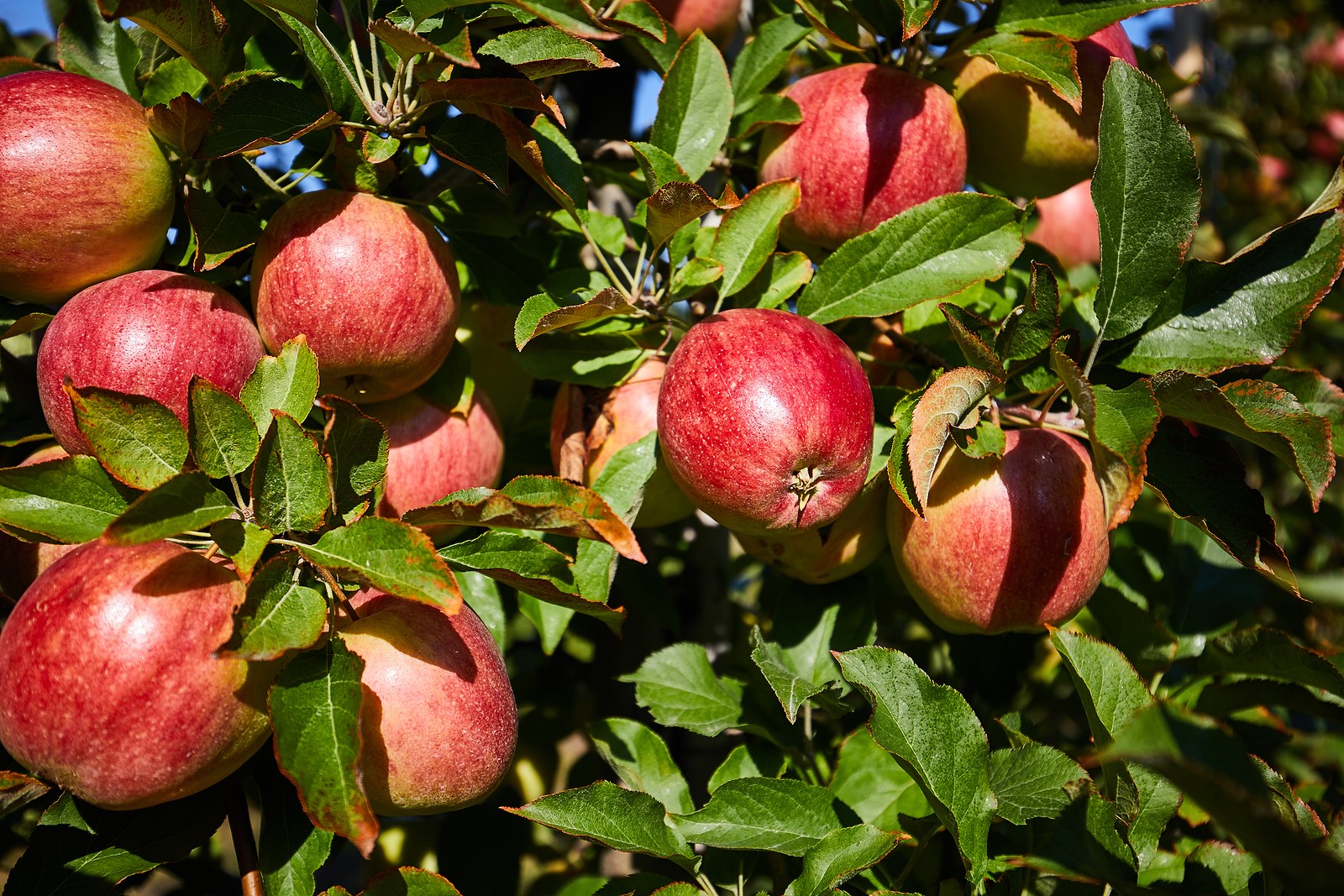 Apple Picking Massachusetts 2024 Dates Genni Malorie