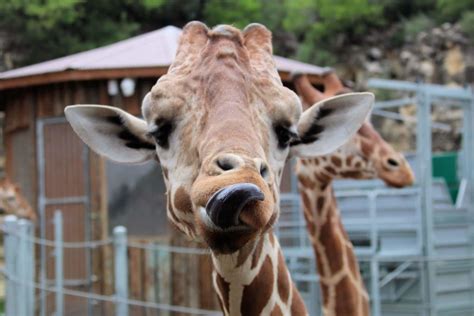 Aquarium Ebt Discount Tn Hebrew Jpost