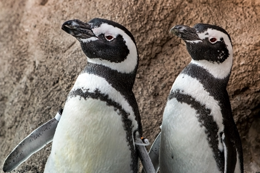 Aquarium Of The Pacific Ebt Discounts