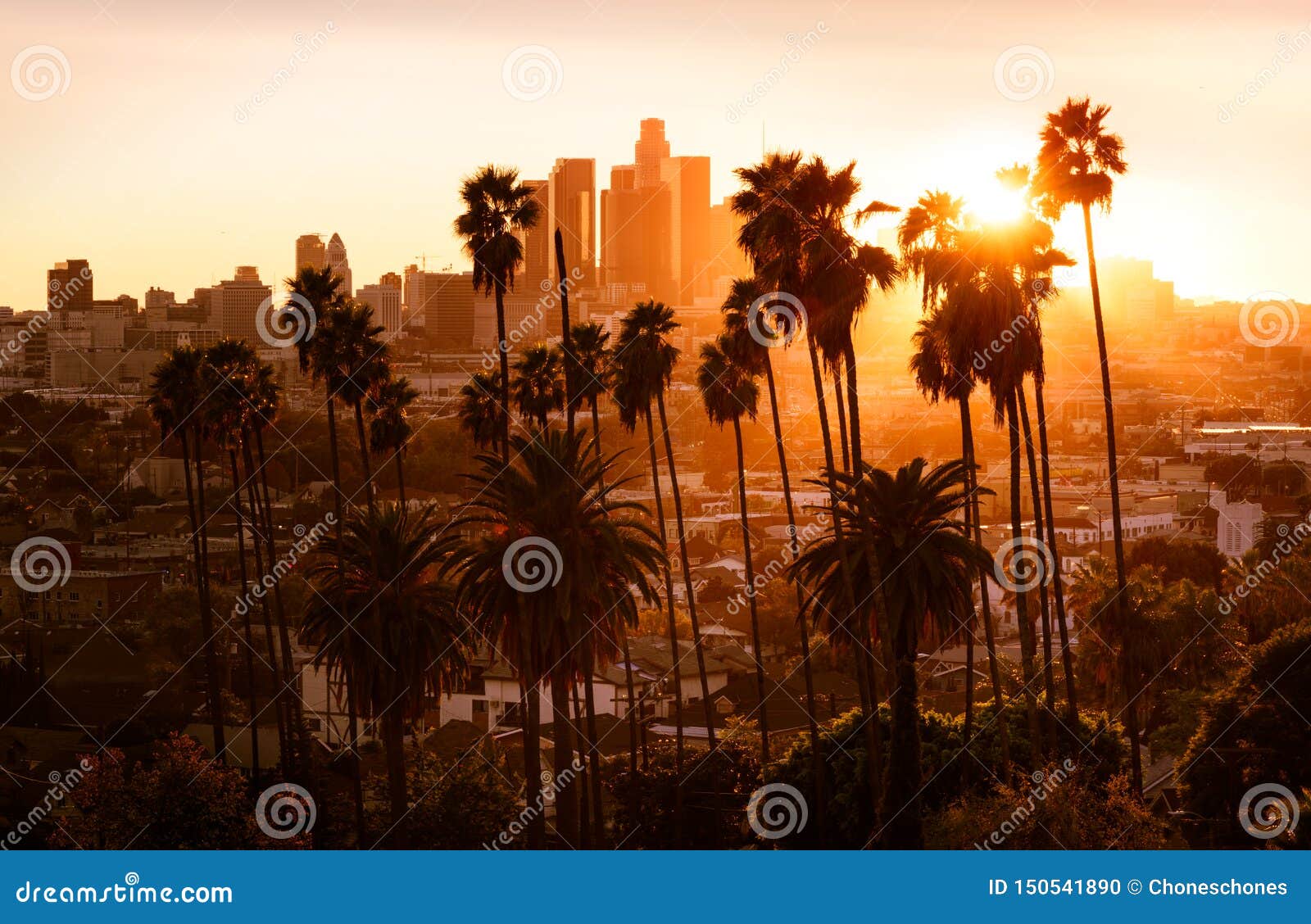 Beautiful Sunset Through The Palm Trees Los Angeles California Stock