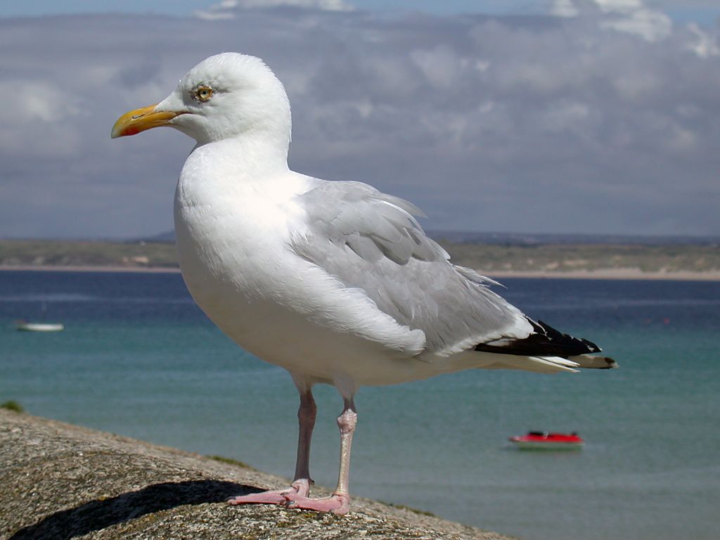 Birds Lover Seagulls Information And Facts