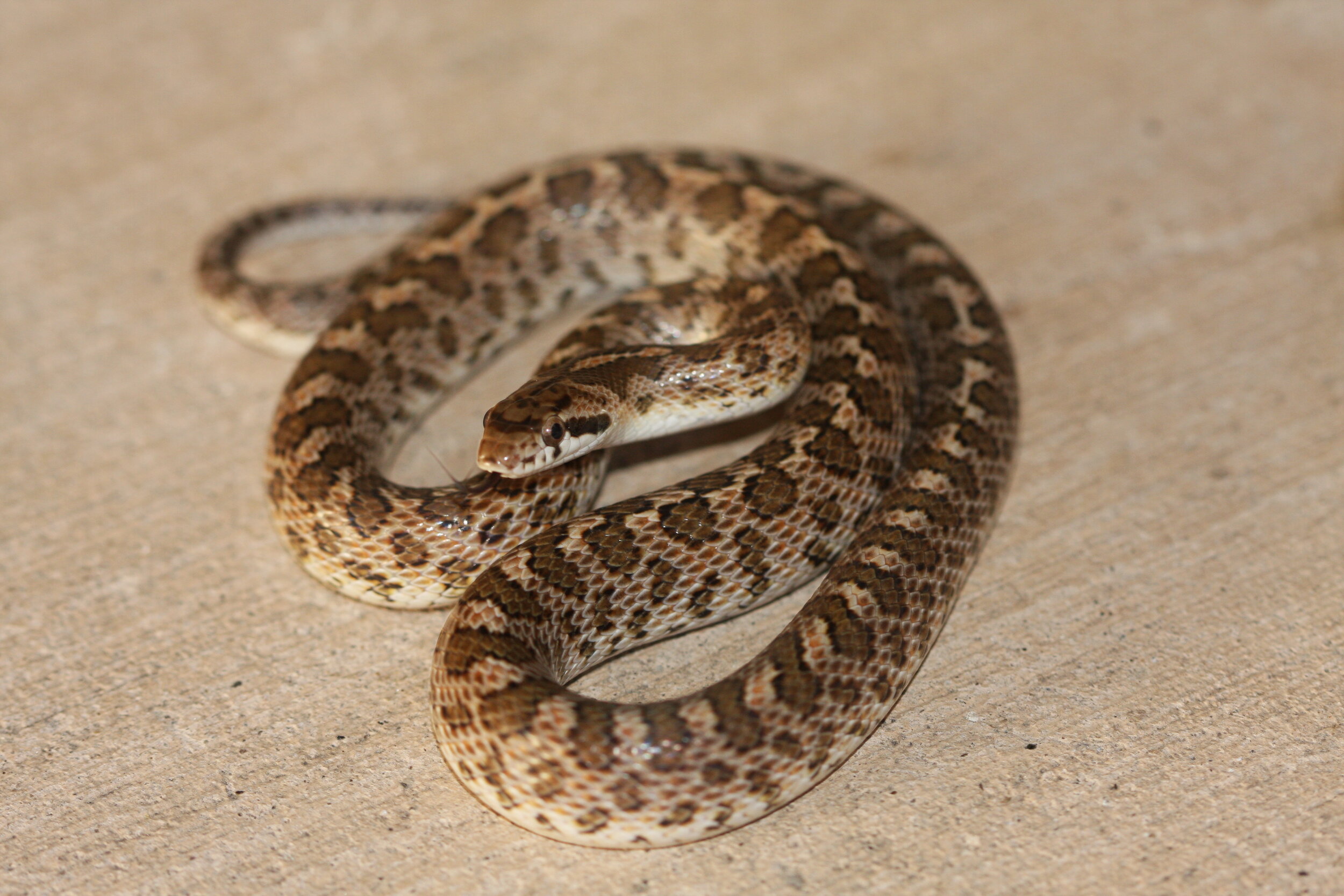 California Glossy Snake Arizona Elegans Occidentalis