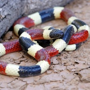 Calphotos Micruroides Euryxanthus Arizona Coral Snake Coral Snake