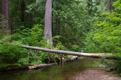 Catalpa Lake Via Bonney Meadows Trail Hike Hiking In Portland Oregon