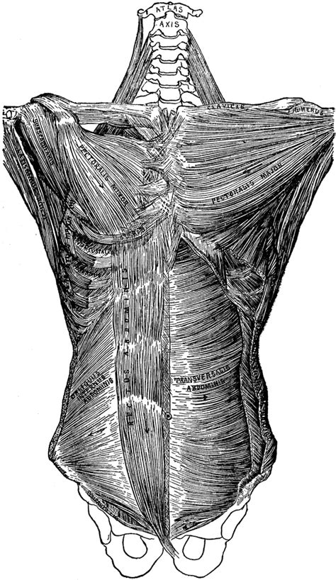 Deep Muscles Of The Trunk Of The Body Clipart Etc