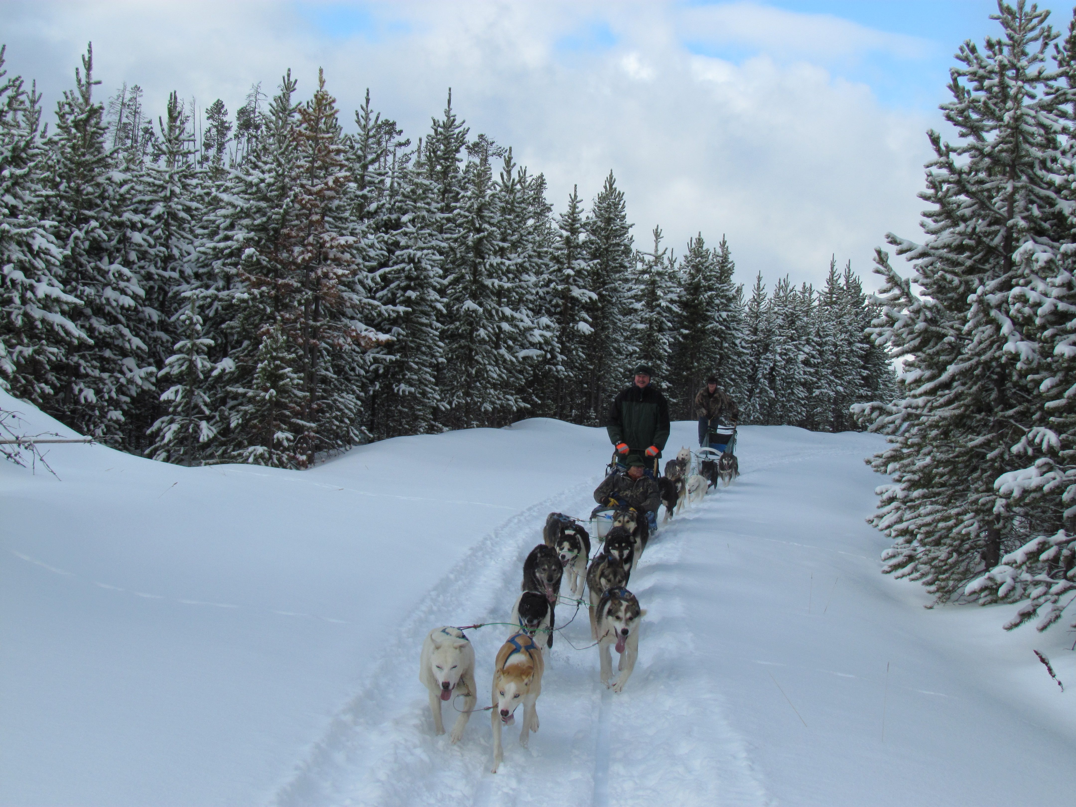 Dog Sled Adventures Tuck Yourself Into A Soft Warm Sled And Let Us