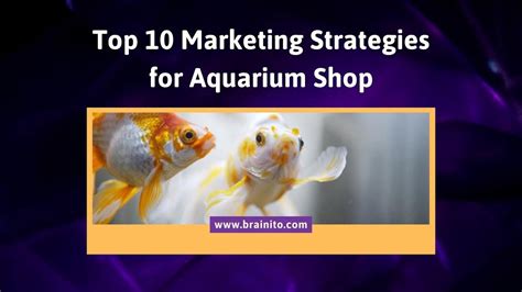 Effective Strategies For Marketing Your Aquarium Services Business