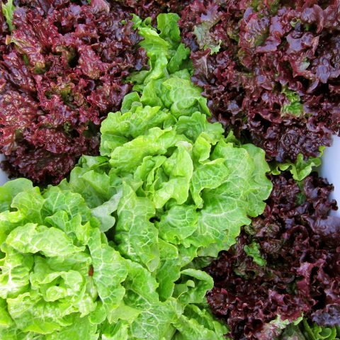 Farmers Markets Seacoast Harvest