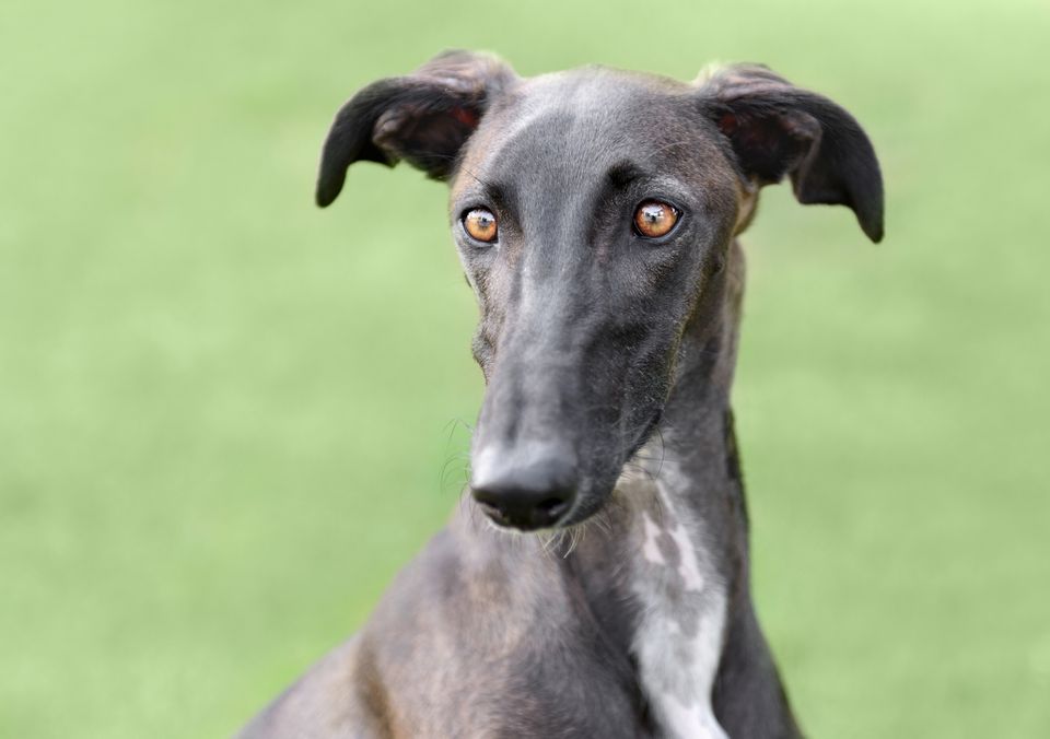 Greyhound Full Profile History And Care