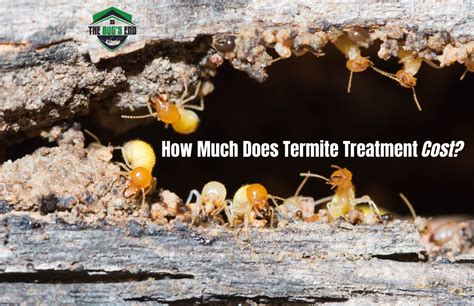 How Much Does Termite Treatment Cost In Fremont Ca