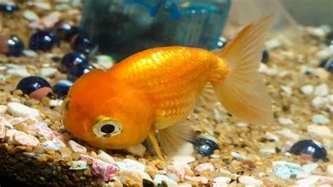 How To Make Fish Breed In Aquarium Tips And Strategies For Successful