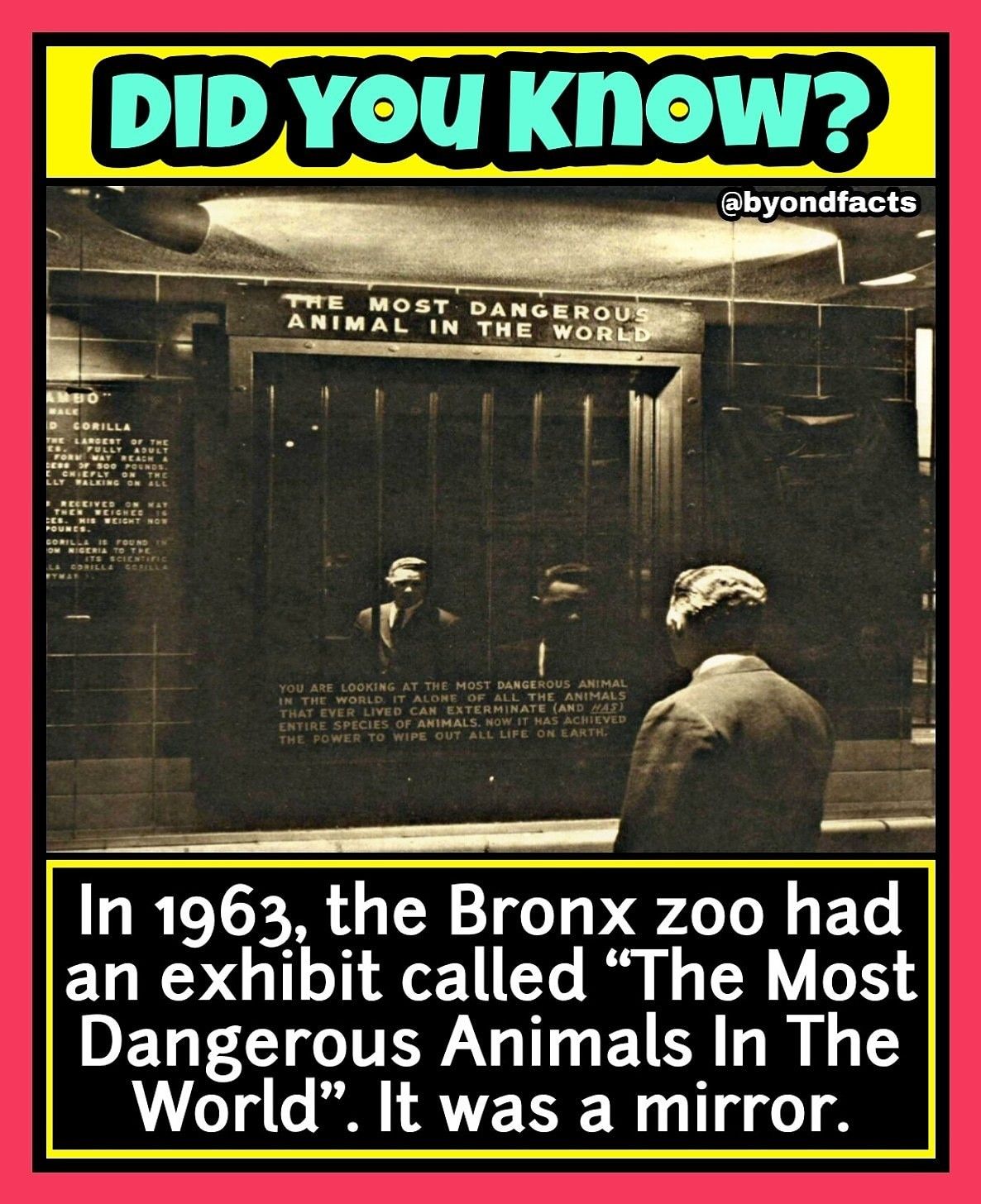 In 1963 The Bronx Zoo Had An Exhibit Called The Most Dangerous Animal