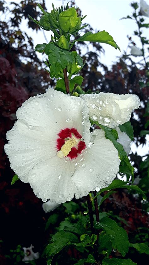 It Rained Yesterday Flowers