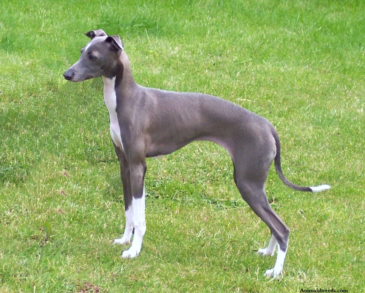 Italian Greyhound Iggys Breed Information And Images K9rl