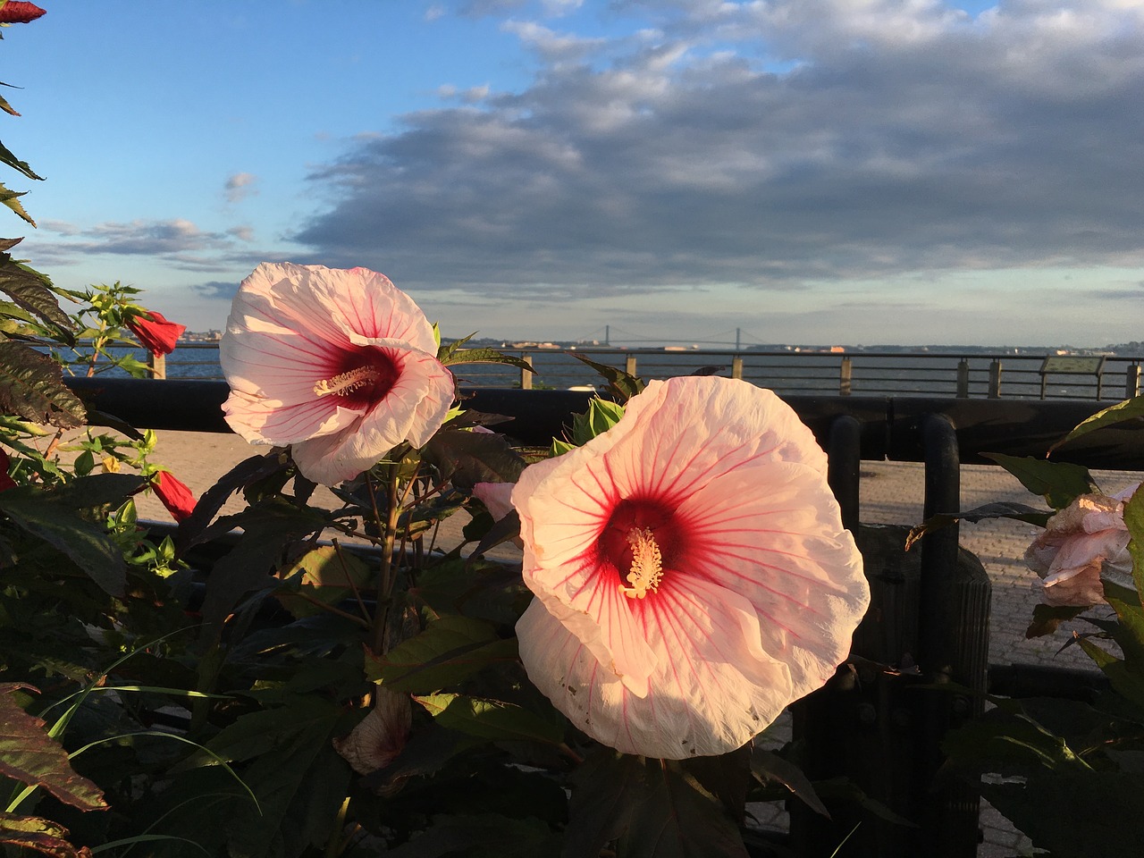 Matilde Roodnat Where To Buy Local Flowers Flowers Liberty Plants