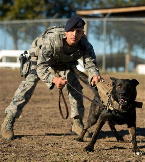 Military Working Dog Adoption Program