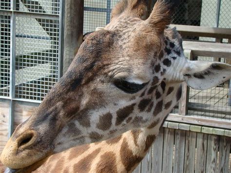 Our Norfolk Zoo Trip Just Jdm Photography