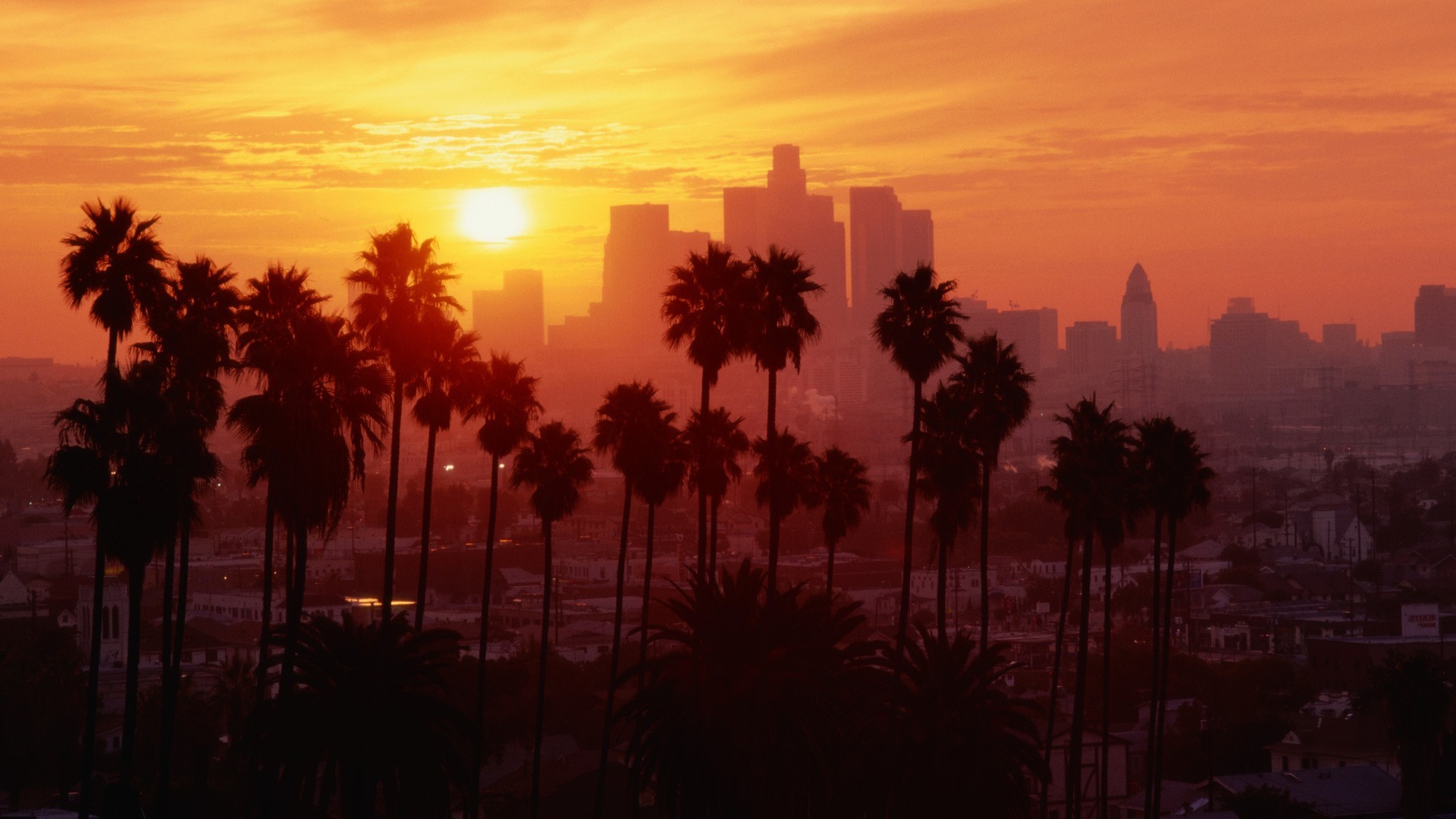 Palms Street Los Angeles Palm Trees Los Angeles Wallpaper