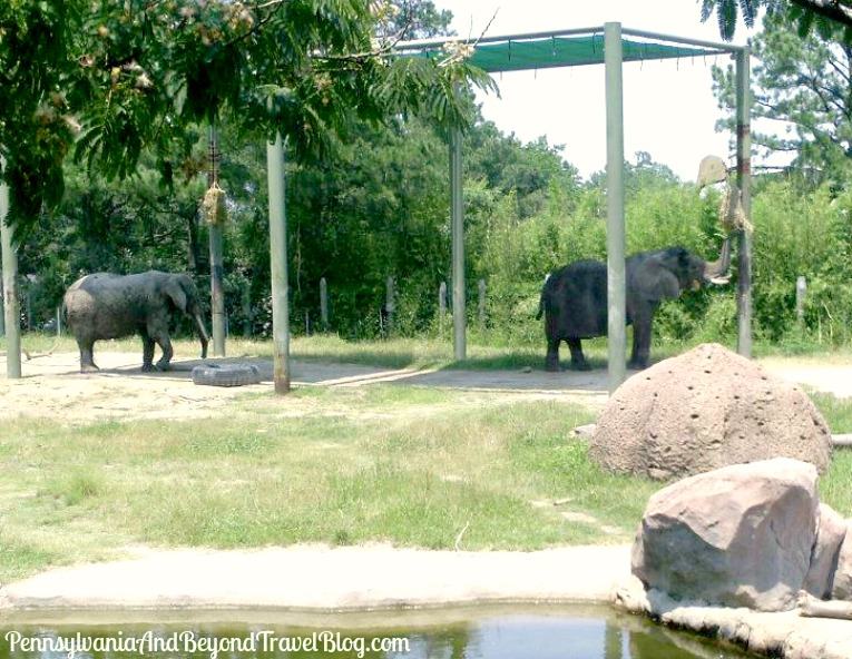 Pennsylvania Beyond Travel Blog Family Fun At The Virginia Zoo In