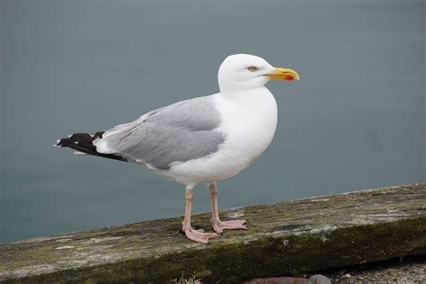 Picture Of A Seagull