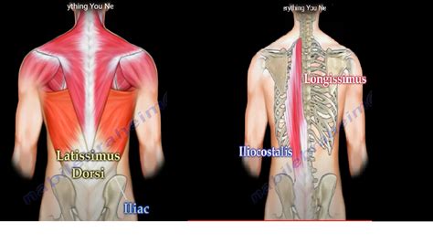 Posterior Trunk Anatomy