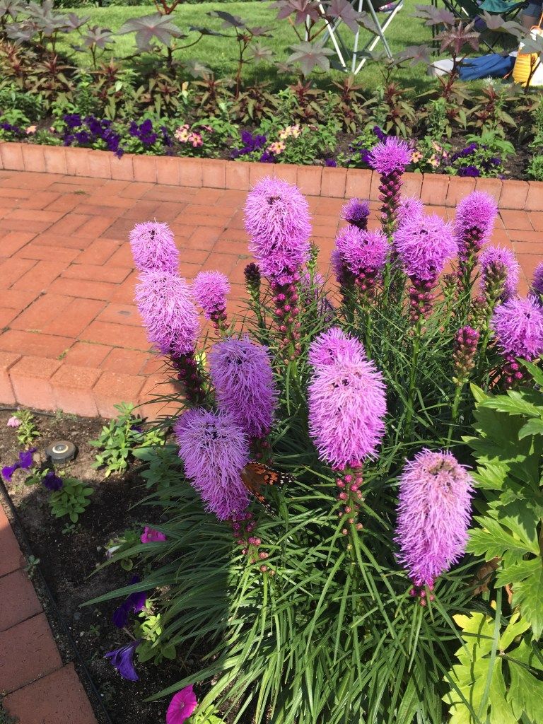 Pro Guide: Design Your Munsinger Gardens Visit