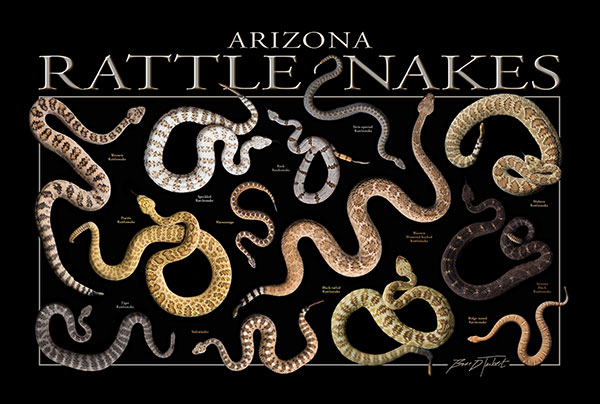 Rattlesnakes Of Arizona By Rogerdhall On Deviantart Types Of Snake