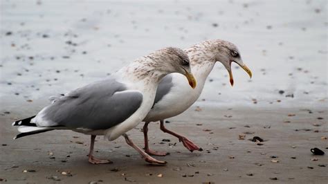 Seagull Pictures Wallpaper 1920X1080 3811