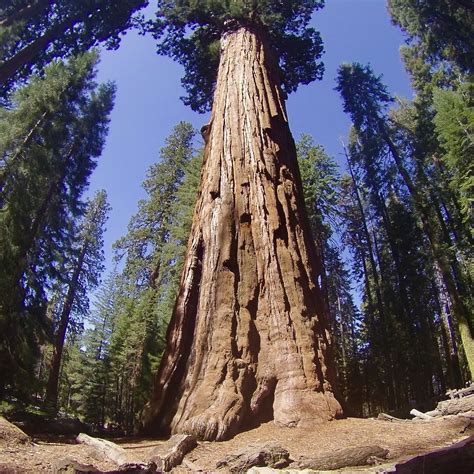 Sequoia And Kings Canyon National Parks Three Rivers All You Need