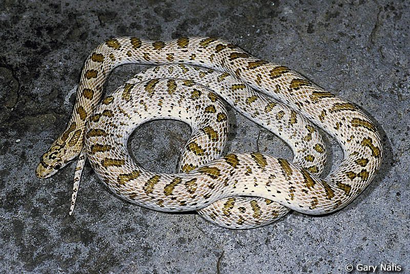 Sonoran Desert Reptiles Arizona Elegans Glossy Snake