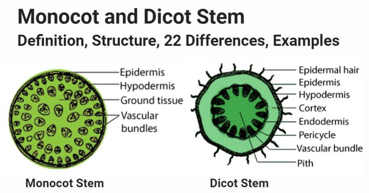 Stem Vs Steam What S The Difference