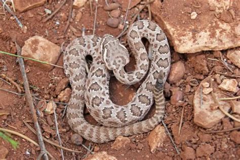 The 23 Venomous Snakes In Arizona Krebs Creek