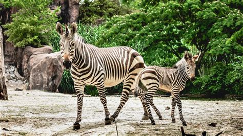 The Ultimate 5 Steps To Visit Norfolk Zoo Today