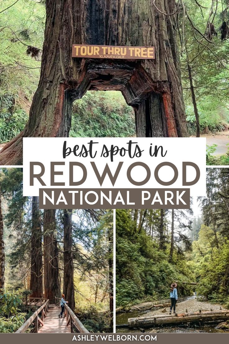 The Ultimate Guide To Redwood National Park Ashley Welborn