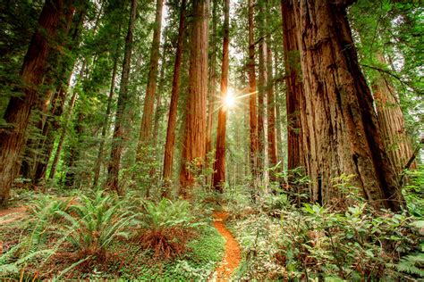 The Ultimate Guide To Redwood National Park California National Parks