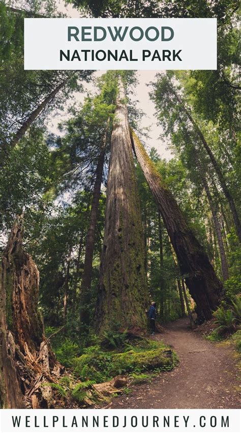 The Ultimate Guide To Redwood National Park Well Planned Journey