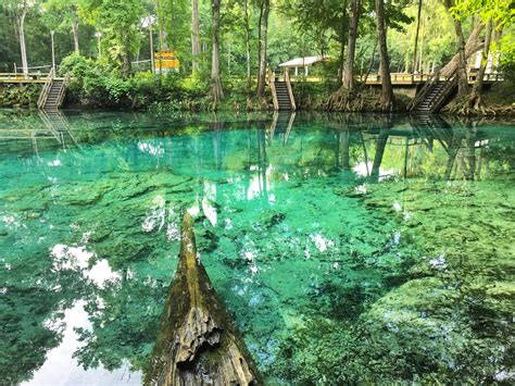 Top 7 Florida Springs To Visit Refreshing Water Manatees Camping