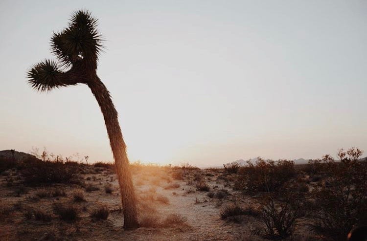 Twentynine Palms Is New High Desert Hot Spot Visit These Six Places