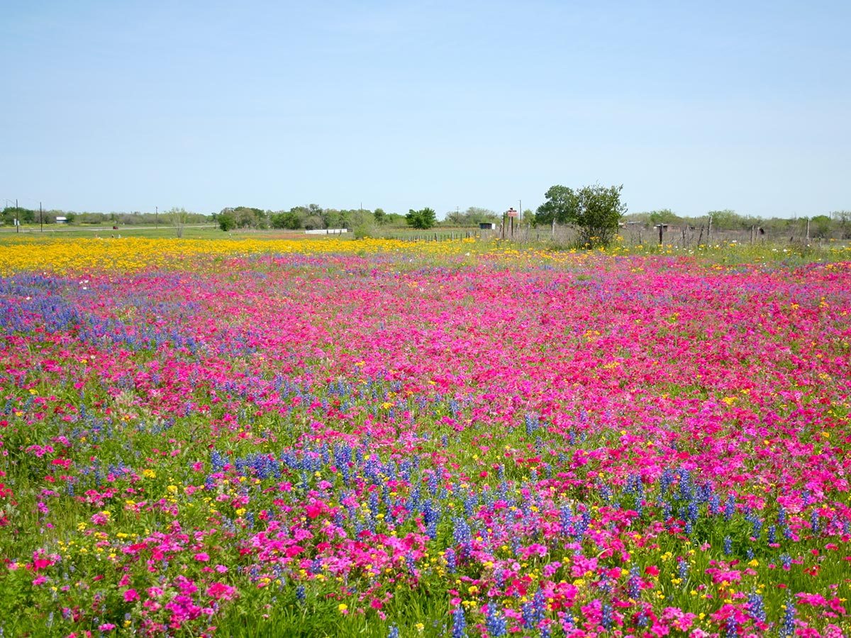 Uncover The Ultimate Weather Secrets Of Seguin, Texas Now!