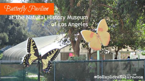 Visit Butterfly Pavilion At The Natural History Museum La Infused