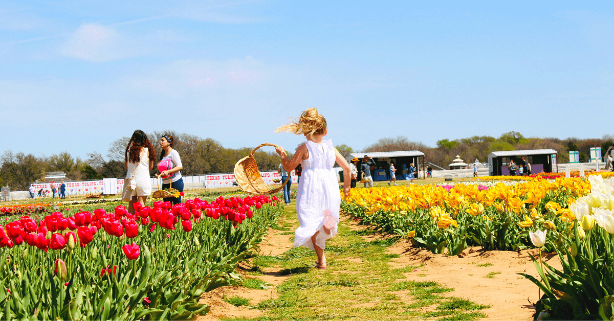 Visit The Pilot Point Texas Tulips Pick Your Own Tulips 2023 Small