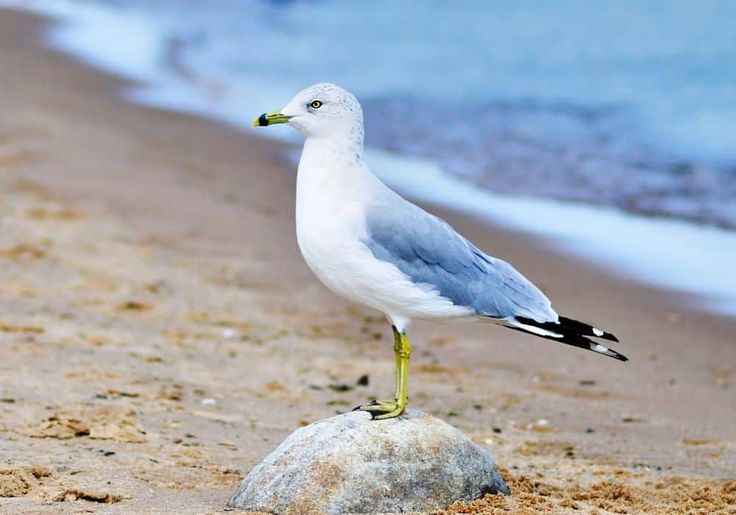 What Do Seagulls Eat Diet Facts