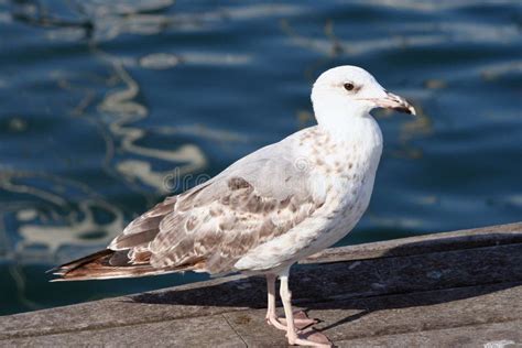 Young Yellow Legged Gull In Malpica De Berganti Os Galicia Spain